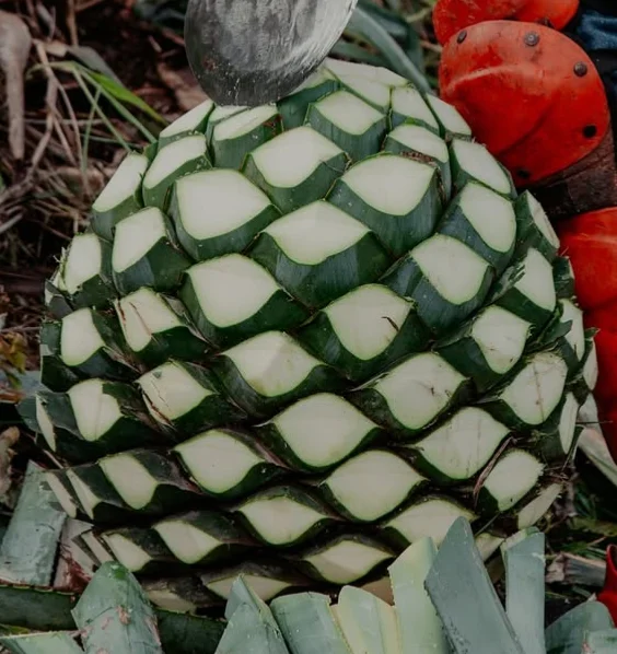 1000005868.webp