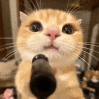 1000006260.gif
