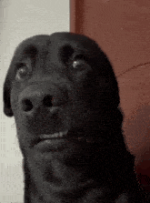 1000030533.gif
