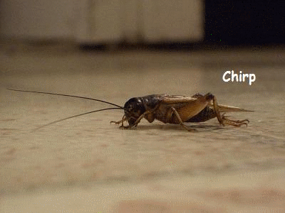 1000037562.gif