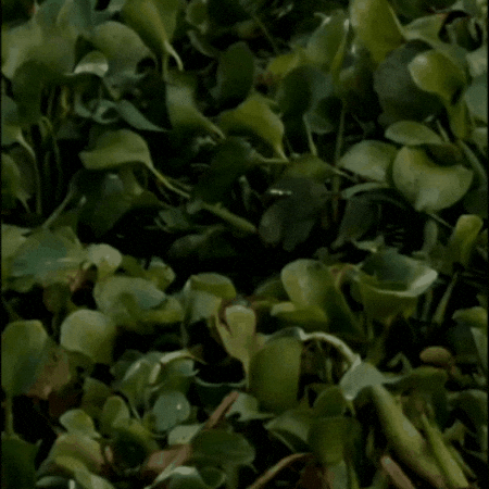 1000095734.gif