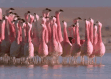 1000133562.gif