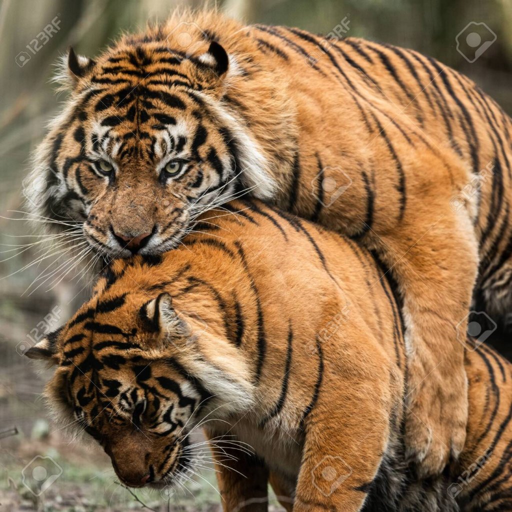 142043066-mating-of-two-tigers-in-the-forest.jpg