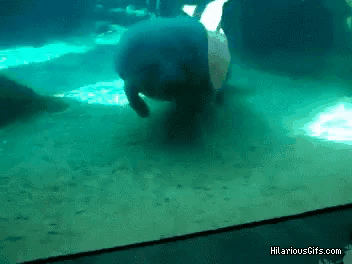 1570634053671.gif