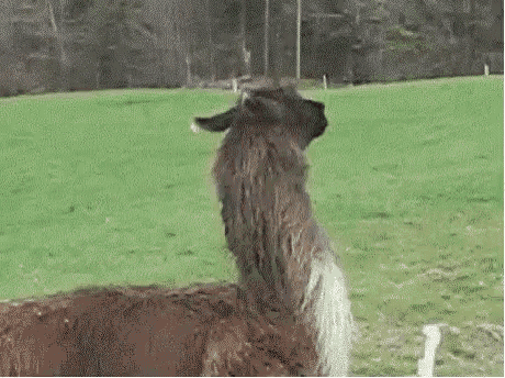 1594484341377.gif