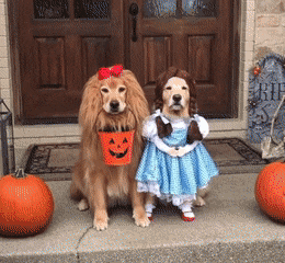 1600367169900.gif
