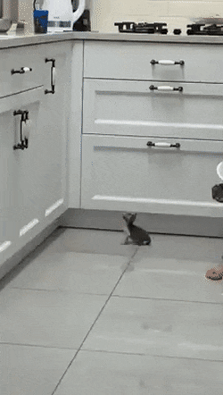 1606585774423.gif