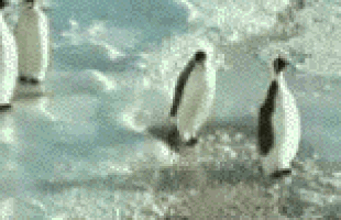 1607973755374.gif