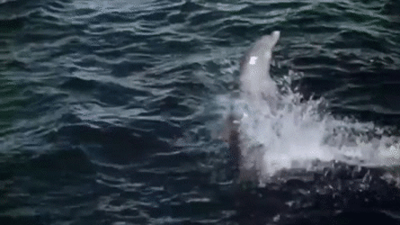 1609903613335.gif