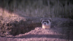 1617549785246.gif