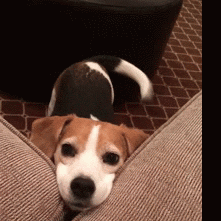 1624130660665.gif