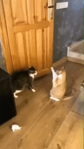 1628779081677.gif