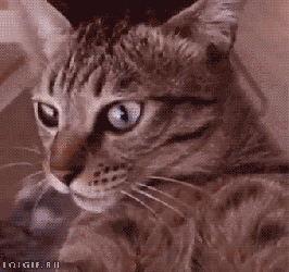 1654117571868.gif