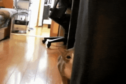 1659615378503.gif
