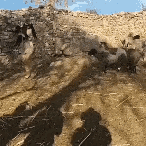 1661306710114.gif