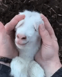 1662576776557.gif
