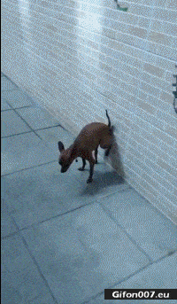 1664039592320.gif