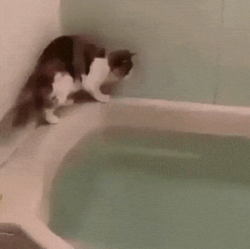 1681928148832.gif