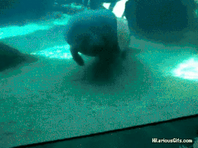 1685303307031.gif