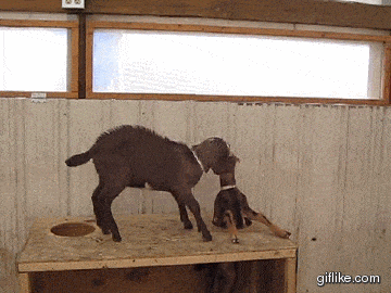 1711724633733.gif