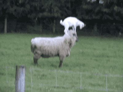 1713241895383.gif
