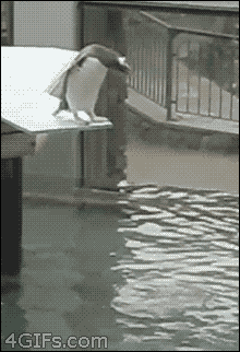 1AA79FEF-7A15-4A38-9C4F-2E7A1DDB8231.gif