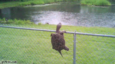 1CF5C21F-065C-44F1-BD58-800A8790B911.gif