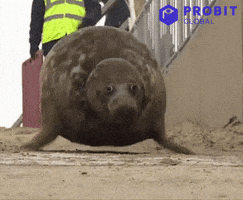 200 (7).gif