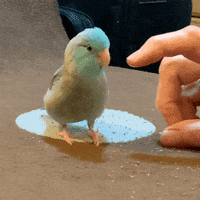 200w (2).gif