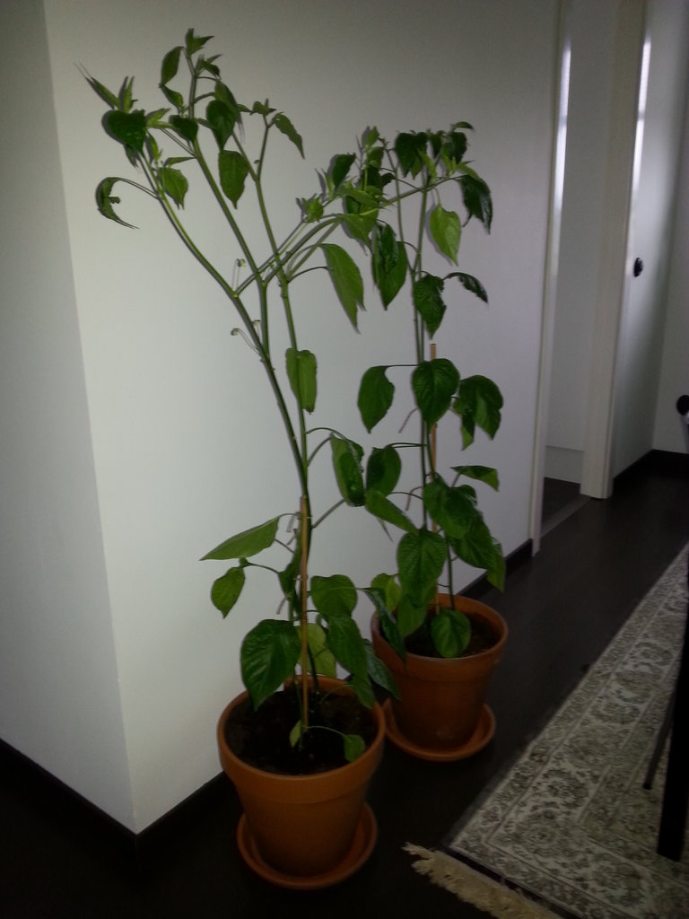 20150601_172605.jpg