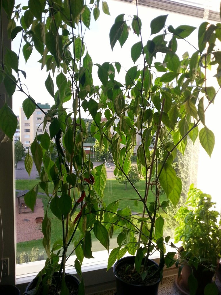 20150723_203111_resized.jpg