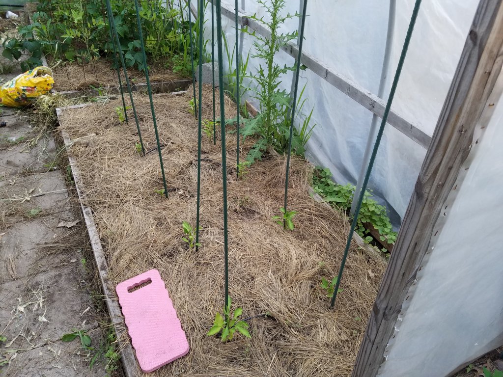 20180617_194400.jpg