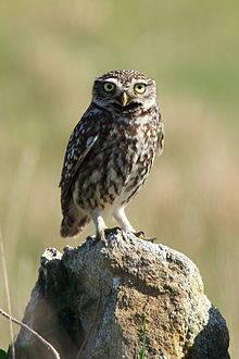 220px-Mochuelo_Común_(_Athene_noctua_)(1).jpg
