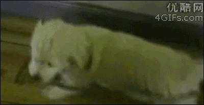 332giphy.gif