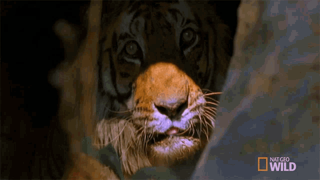 3C9840F0-15EC-4A13-AFC5-38D42FD599FE.gif