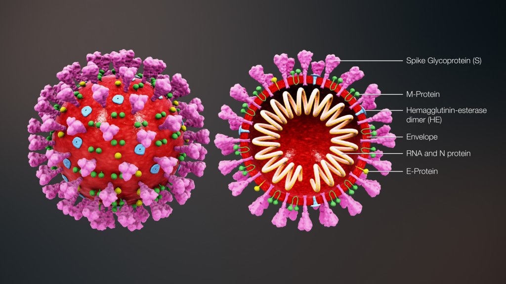 3D_medical_animation_coronavirus_structure.jpg