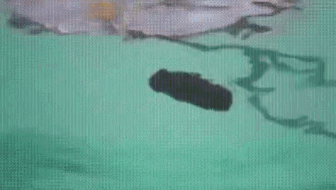 3FA0D2E9-0FD6-4E86-A623-52311096D028.gif