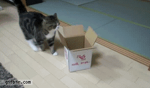 48F3D1F9-1382-4495-B396-1A42851E3C9A.gif