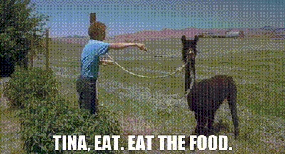 4dc43e84-2bed-44bb-a1dd-7e29f1b641eb_text.gif