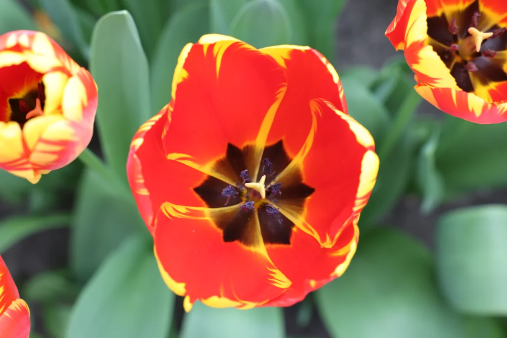 54446399057_8f61f2fcd1_o.webp