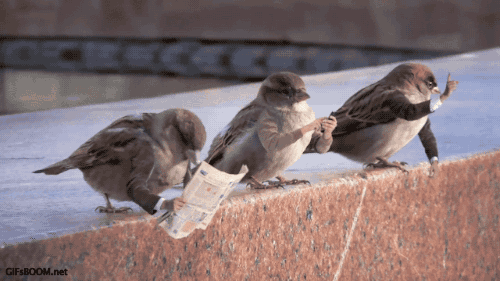 5L5Q1A0.gif