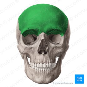 5T522pZLTwrAA9XGteJw_Frontal_bone_01.jpeg