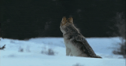 6A8D2DD4-32AD-4E05-88D3-CEB48F85EFE0.gif