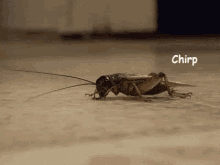 6F6302C8-ACAA-4E5A-BE7A-7DB3179E4AA4.gif