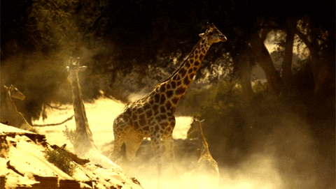 763D7CC5-4591-45AE-B628-00EBF6B3DF50.gif