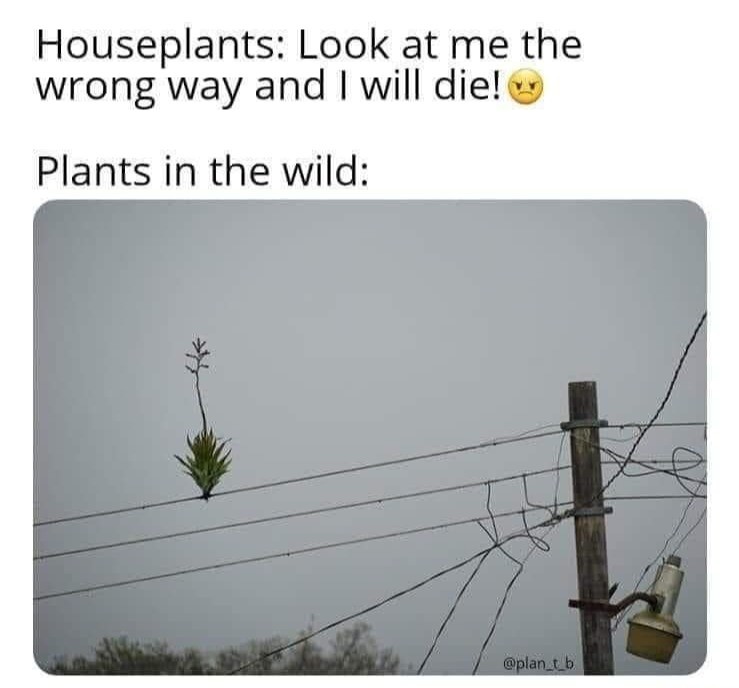 83C5790B-73A0-4F30-9DBA-D00B0C346B30.jpeg