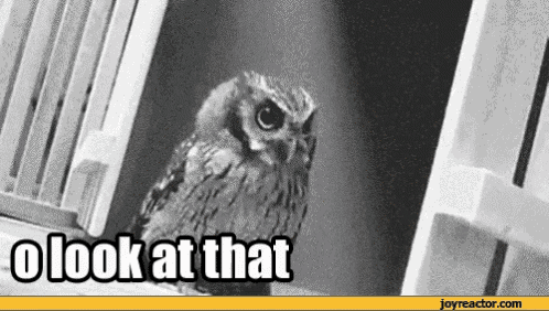 9118e1ea-3fd6-49e1-be41-8a139fffb58e_1305219533923.gif