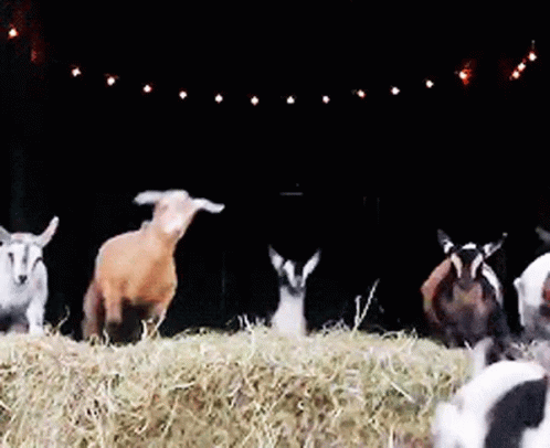 A49CB169-A20E-475E-9E93-EAB462158E3D.gif