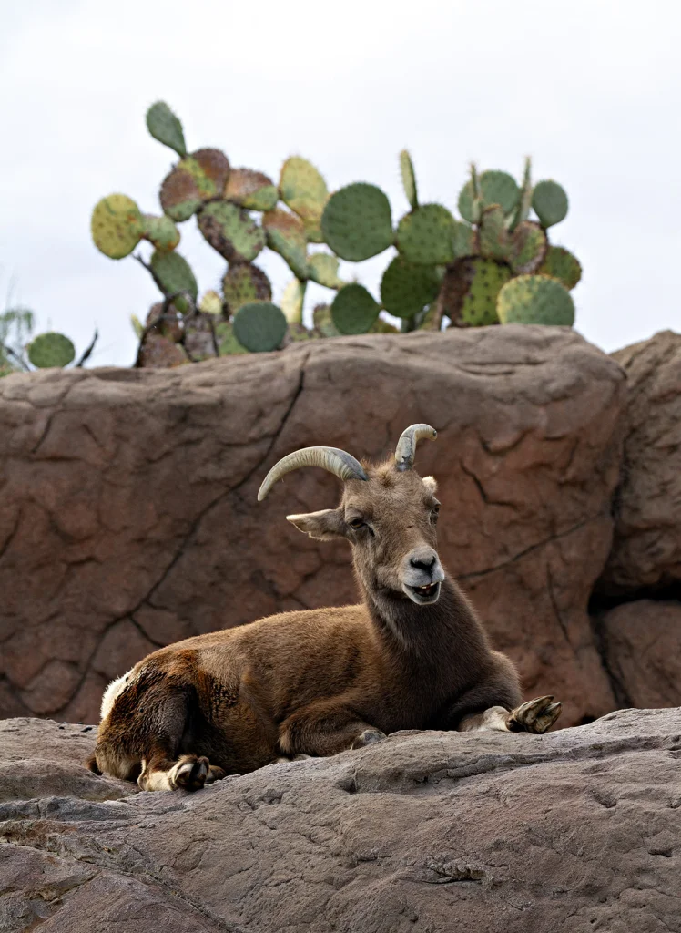AD-2025BD-bighorn.webp