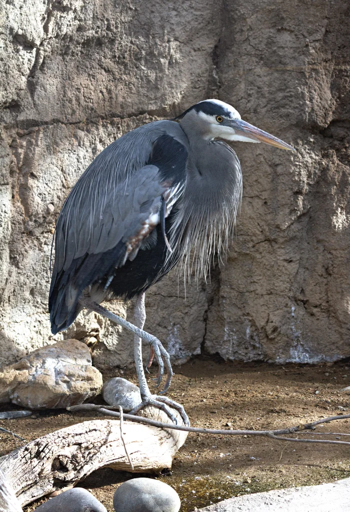 AD-2025BD-heron.webp